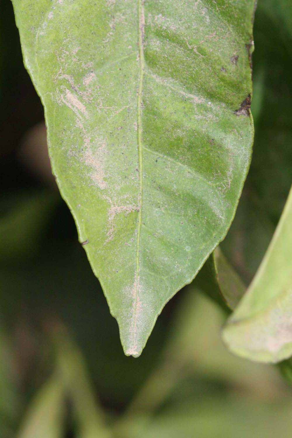              Margin (Riverside, CA)       